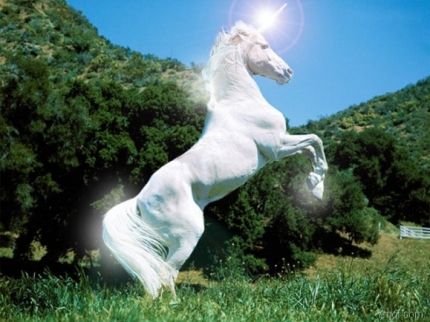 duc phat voi thi du ve ngua