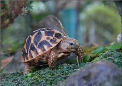 lo cay va con rua mu